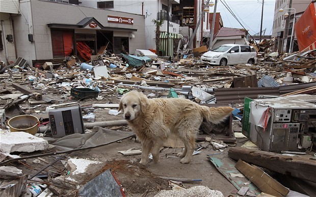 dog.jpg