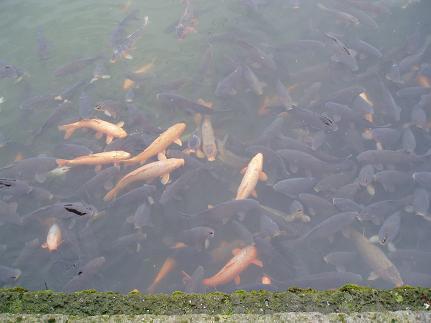 koi.jpg