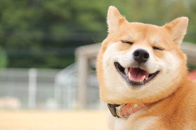 shiba.jpg