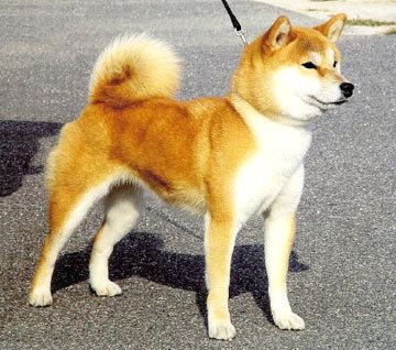 shiba.jpg